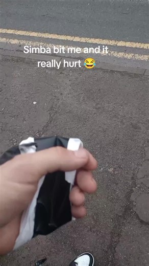 simba's adventures (@simbas.adventures01)’s videos with original sound - simba's adventures