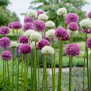 Wild About Allium Mix | American Meadows
