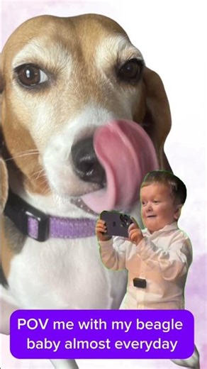 POV My Beagle is the CUTEST thing EVER to exist