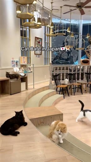 Hayalimdeki kafe! 🐈 | Japonya’da kedi kafesi🇯🇵🐾