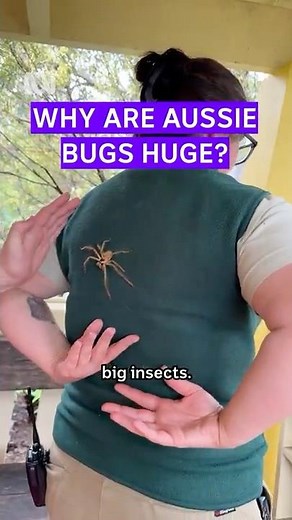 We breed 'em big down under #Australia #Science #Shorts