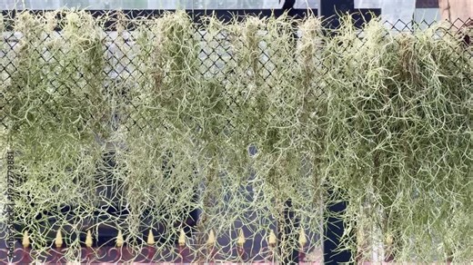 Spanish Moss in the garden.