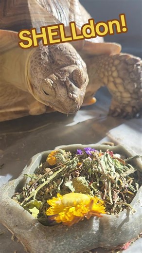 Staking Out SHELLdon: Meet Our Cuddly Tortoise