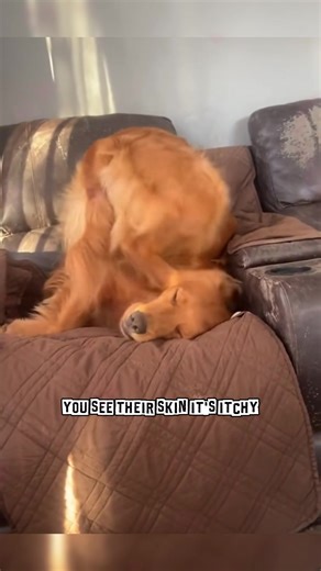 #petsoftiktok #dogcare #dogcaretips #pet