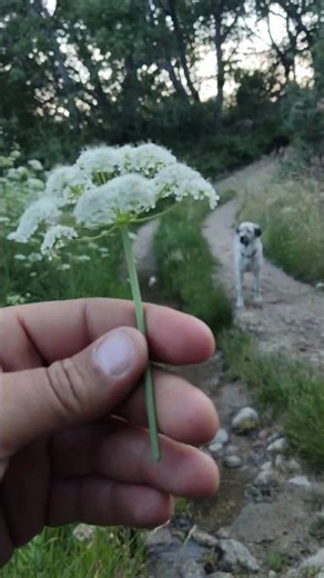 What plant is it?