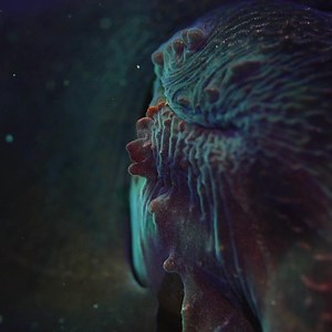 60K views · 599 reactions | A cuttlefish’s skin isn’t the only part of its body that’s subject to change. The pupil will change shape in different lighting conditions. Under bright light conditions a cuttlefish displays a distinctive W-shaped pupil. However, in darkness the pupil becomes large and circular. Full contraction takes less than 1 second. #SealifeSaturday by 撚  by Hunting For Paradise | Science Channel | Facebook