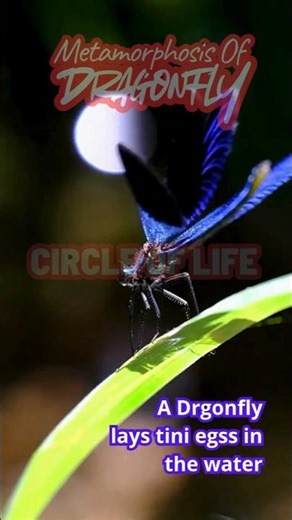 Dragonfly Metamorphosis in Circle Of Life #nature #life #animals #shorts