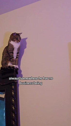 Cats Getting Into Trouble: The Mischief They Cause