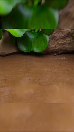 20K views · 274 reactions | Stop motion ASMR - yellow koi fish chasing catfish, eel #shorts # #funny | Kids Toy TV | Facebook