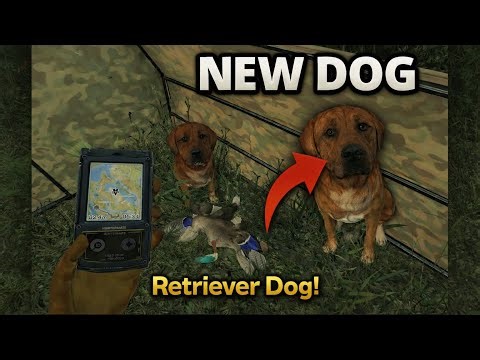 I Bought a Retriever Dog… and It Changed Everything