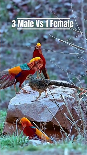 3 Males vs 1 Female — Who Does She Choose? 😱 | Golden Pheasant Mating Rivalry #shorts