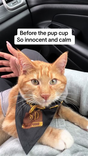 Cat on a Leash Adventures: A Fun and Chaotic Journey with Seven the Orange Cat