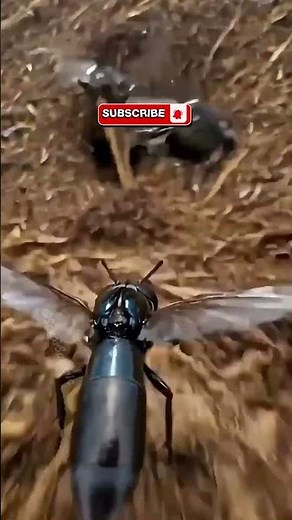 POV: You Are a Fly — Real Insect Perspective #pov #naturedocumentary #nature