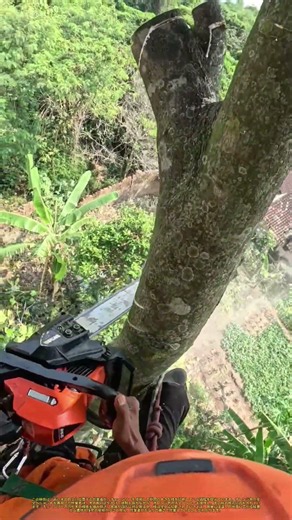 樹上での高所作業：チェーンソーによる樹冠の切除