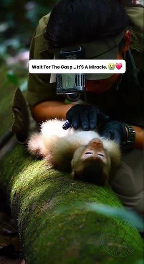 Miraculous Wildlife Rescues (The Monkey CPR)