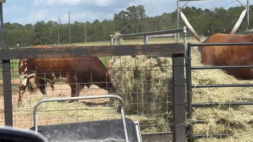 Chuck…. It’s always Chuck | Ima Survivor Donkey and Farm Animal Sanctuary