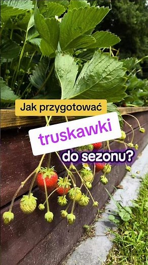 Jak zadbać o truskawki, żeby dobrze plonowały? #ogród #poradyogrodnicze #truskawki #ogrodnictwo