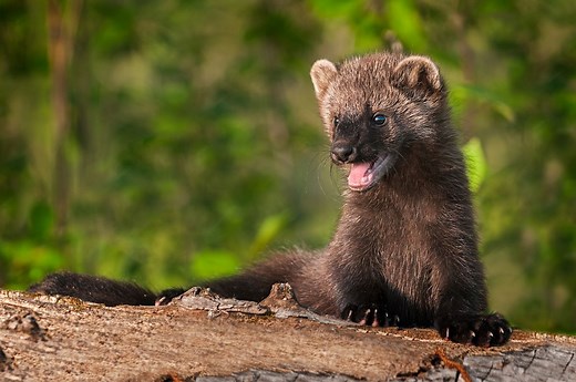 Fisher cats: Animals that aren't cats, nor are they really fishers
