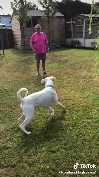 No more jumping #boxer #dogs