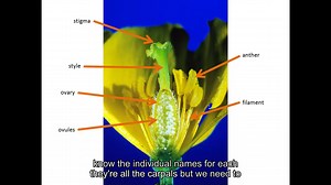 Plant sexual reproduction for IGCSE Biology