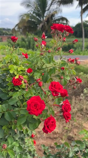 Reemz on Instagram: "🌹 Ruby Red Rose Plant for Sale 🌹 കല്യാണ മാലകൾക്കും, ക്ഷേത്ര ഹാരങ്ങൾക്കും (Ambal Haarangal) ഏറ്റവും പ്രിയപ്പെട്ട Ruby Red Roses ഇപ്പോൾ ലഭ്യമാണ്. 🌹✨ പെട്ടെന്ന് കൊഴിഞ്ഞുപോകാത്ത, ദീർഘകാലം നിലനിൽക്കുന്ന, അതിശയകരമായ deep red colour ഉള്ള ഈ റോസുകൾ marriage garlands, temple offerings, decorations, puja flowers എന്നിവയ്ക്കു ഏറ്റവും അനുയോജ്യം. 🌺🙏 💖 Specialties: ✅ Thick petals – long-lasting freshness ✅ Attractive ruby red shade – perfect for divine & festive use ✅ Ideal for weddi