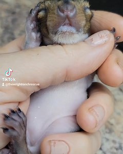 4 week old baby squirrel Janet. Squirrels open their eyes at approx 5-weeks of age #wildliferehab #wildliferehabber #wildlife_vision #wildlifelovers #rescuingwildlife #squirrellifematters #squirrelsofinstagram #squirrels #easterngreysquirrel #easterngreysquirrelbabies #babyanimals #cuteanimals #cutebabyanimals #babysquirrel #squirrel #babysquirrels #unlikelyanimalfriends #lovemylife #lovesquirrels | Little Bit Wildlife Rescue
