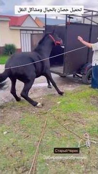 Loading a horse with ropes and transport problems 😲😳 #60Show_with_Dr_Hatem_Stin
