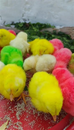 The Mystery Of Colorful Chicks | murgi k bacchon ki video | chicken sounds #birds #love #shirts