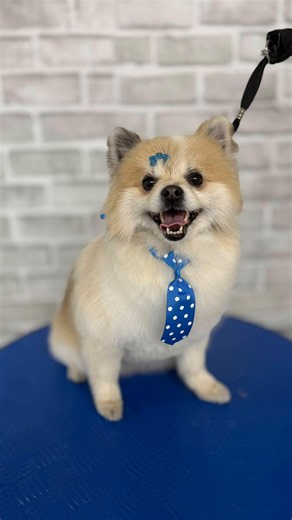Bring Toby to Ruby’s Grooming — Pet Grooming Drop-off Guide