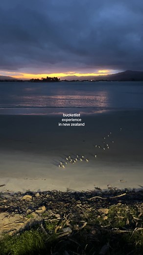 Little Blue Penguins Returning Home: A New Zealand Experience