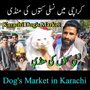 Saddar Karachi Dogs Market 31-12-2023 Latest Update in Urdu Hindi | نسلی کتوں کا مارکیٹ #saddardogsmarket #sadarbazar #karachidogsmarket #parrotsbirdslover #owaiskhan saddar dogs market 31-12-2023 karachi Karachi dogs and cats market latest update Sadar dogs market 2023 latest update saddar dogs market 3-12-2023 karachi Karachi sadar dogs market dogs market in Karachi dogs market in Pakistan cats market in Karachi | Apna Birds Center