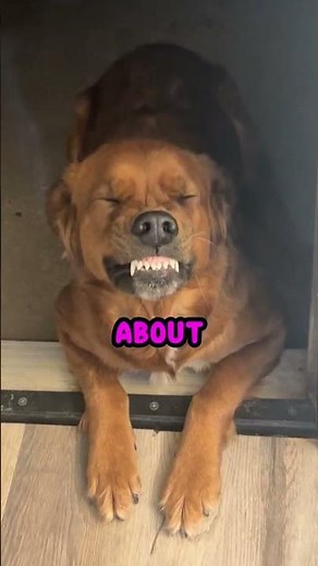 i'M a NaUgHtY LiL DoGGy aNd i Do wHaT i WaNt 😤💅