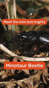 Learn all about this mini but mighty Minotaur Beetle! 💪 #LoveDerbyshire #Animals #Wildlife #UKWildlife #Nature #UKNature #DerbyshireWildlife #UrbanRewilding #Allestree #AllestreePark | Derbyshire Wildlife Trust