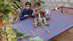 Green Parrot Lover Fun #parrots #babyparrot #cute | Cute Baby Parrot
