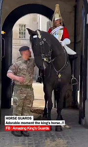 Adorable moment the king's horse..!! #kingcharles #horseguards | Amazing King's Guards