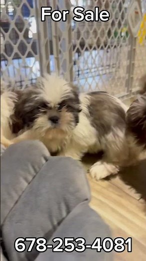 Shih Tzu Puppies For Sale Lawrenceville