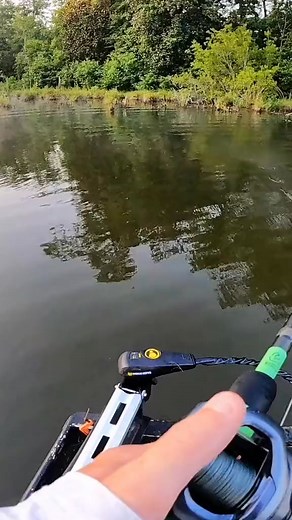 Professional Tree Catcher #fish #fishing​ #fishingtrip #fishinglife #outdoors #bigfish | Logan Anderson Fishing