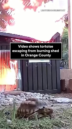 Tortoise Escapes Fire: Dramatic Rescue in Fullerton