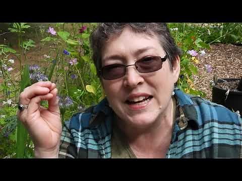 Borage Basics