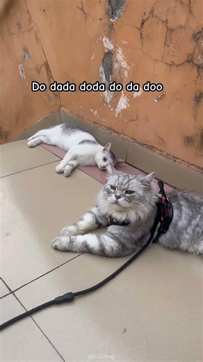 I love you too#cat #pets #shorts #cute #funny #kitten #cutecat #cuteanimal #cutepet #catcute #cats