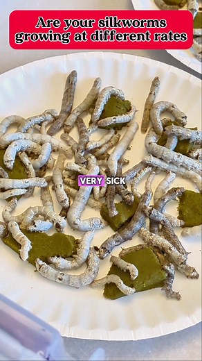 I have no idea why this happens either #raisingsilkworms #silkwormcare #silkworms #reptilefood #domesticsilkmoth #moths