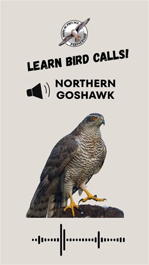 Birds of Prey NCA Partnership, Idaho on Instagram: "Have you heard a Northern Goshawk call before? 🔊 Play this clip and listen to the sharp “kak‑kak‑kak”, which may be used in courtship or territory defense. Save this post if you want to re-listen and ensure that this bird call stays in your brain! 🦅 Fun facts: - The name goshawk comes from the Old English word for “goose hawk,” a reference to this raptor’s habit of preying on birds - Females are up to 25% heavier than males (similarly to othe