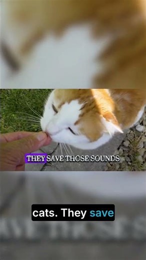 Why Cats Choose to Meow at Humans #catlovers #catsoftiktok