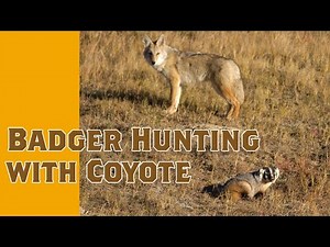 The Badger & the Coyote—Cooperative Hunting. Teddy Roosevelt National Park ND
