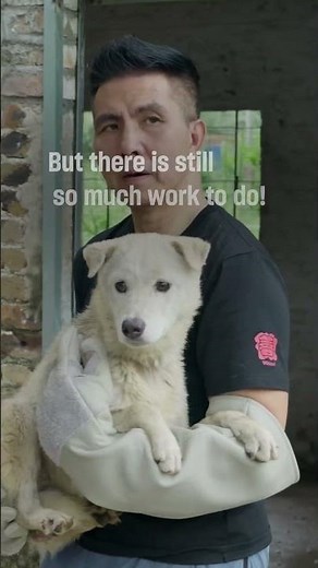 Dog meat trade survivors saved #Yulin #dogrescue
