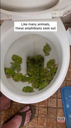 Dozens of Frogs Live in This Toilet #shorts