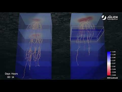 How compacted soil impacts root growth and changes access to nutrients