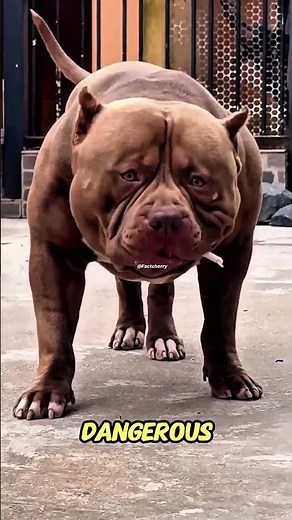 Pitbull vs Rottweiler 🐶🔥 Most Dangerous Dog Revealed?
