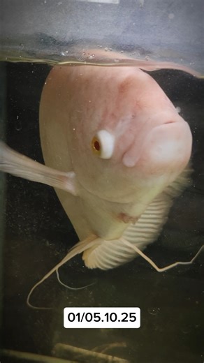 Day 1 /Life Of Shubham #dailyvlog #daily #bengali #bengalivlog #shubhammaity #fishing