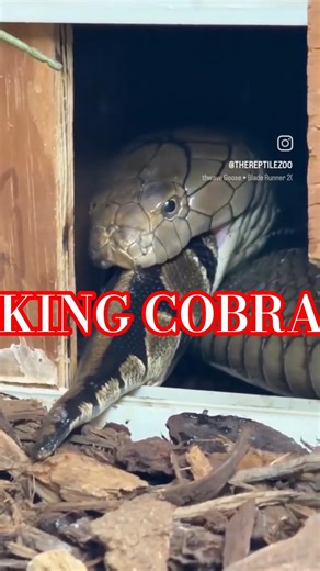 King Cobra eating the python. #kingcobra #dinner #python #asia #india #wild